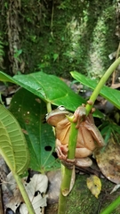Plectrohyla