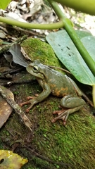 Plectrohyla