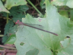 Ceriagrion praetermissum