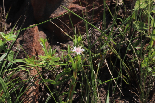 Delosperma lineare, photograph 2
