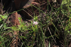 Delosperma lineare, photograph (c) Suvarna Parbhoo Mohan, some rights reserved (CC BY-SA)