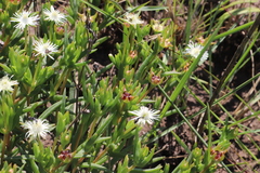Delosperma lineare, photograph (c) Suvarna Parbhoo Mohan, some rights reserved (CC BY-SA)
