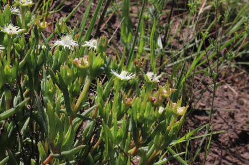 Image of Delosperma lineare by (c) Suvarna Parbhoo Mohan, some rights reserved (CC BY-SA)