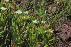 Delosperma lineare, photograph (c) Suvarna Parbhoo Mohan, some rights reserved (CC BY-SA)