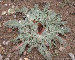 Glyptopleura marginata