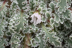 Glyptopleura marginata