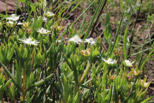 Delosperma lineare, photograph 5