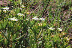 Delosperma lineare, photograph (c) Suvarna Parbhoo Mohan, some rights reserved (CC BY-SA)