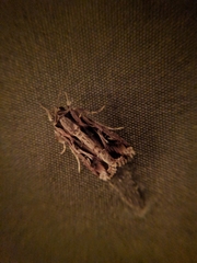 Spodoptera dolichos
