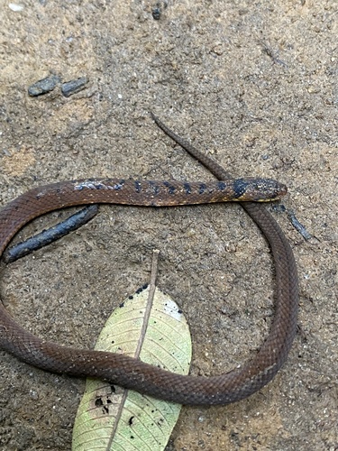 Usambara forest snake
