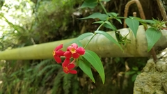 Rovaeanthus strigosus
