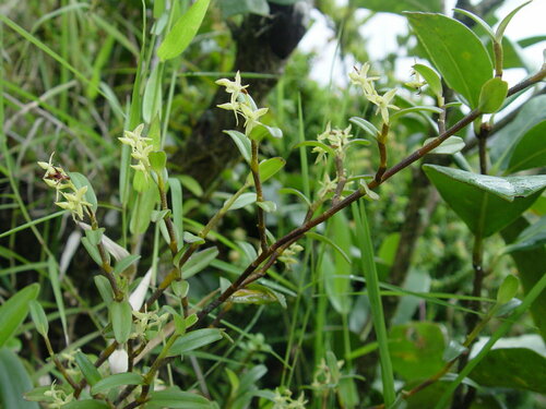 Epidendrum sanchoi Hágsater 2