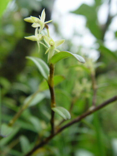 Epidendrum sanchoi Hágsater