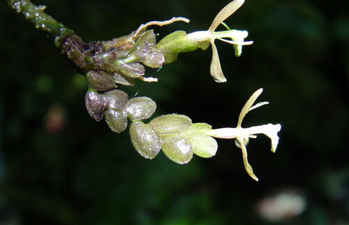 Epidendrum adnatum Ames & C.Schweinf. 3