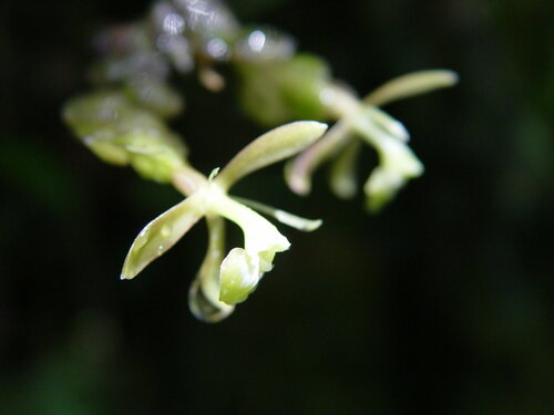 Epidendrum adnatum Ames & C.Schweinf. 4