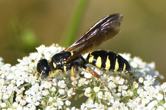 Myzinum carolinianum