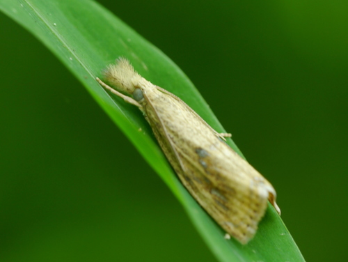 Rice Stalk Borer Moth photo 3