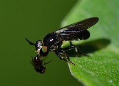 Cerotainia macrocera