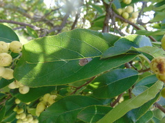 Ehretia latifolia