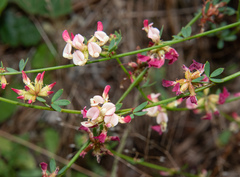 Acmispon cytisoides