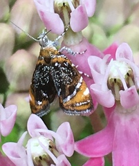 Prochoreutis inflatella