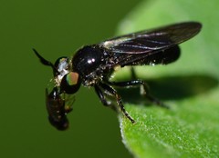 Cerotainia macrocera