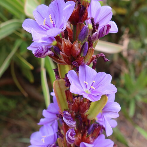 Aristea capitata, photograph 3