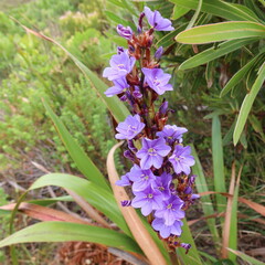 Aristea capitata, photograph Diana Studer, CC BY, iNaturalist via GBIF