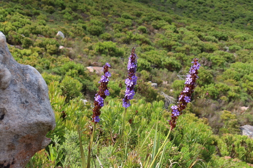 Image of Aristea capitata by (c) Diana Studer, some rights reserved (CC BY)