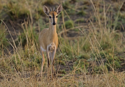 Bush Duiker