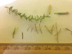 Brickellia spinulosa