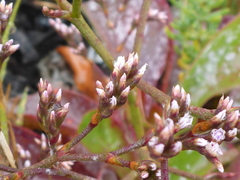 Limonium californicum