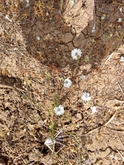 Blepharipappus scaber