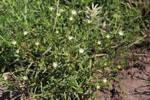 Fine Sheepfig (Delosperma lineare)
