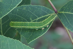 Panopoda