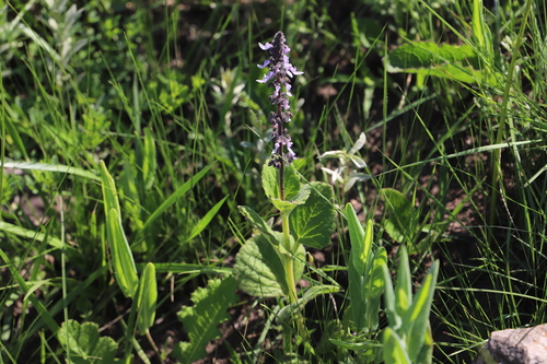 Coleus hadiensis