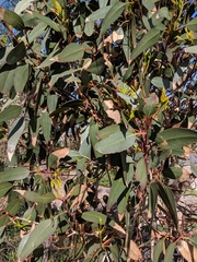 Eucalyptus leucoxylon megalocarpa