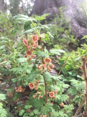 Ribes montigenum