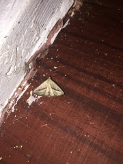 Macrochilo hypocritalis