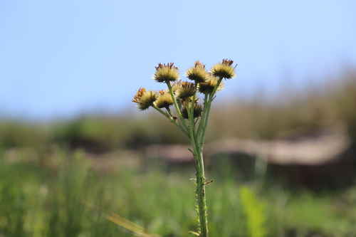 Image of Berkheya umbellata by (c) Suvarna Parbhoo Mohan, some rights reserved (CC BY-SA)