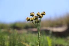 Berkheya umbellata, photograph (c) Suvarna Parbhoo Mohan, some rights reserved (CC BY-SA)