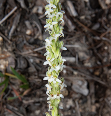 Platanthera yadonii