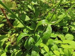 Ranunculus uncinatus