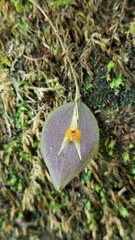 Lepanthes acuminata