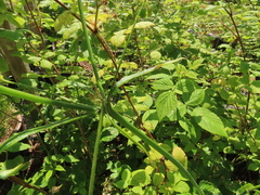 Ranunculus uncinatus