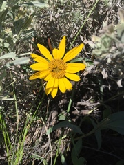 Wyethia amplexicaulis
