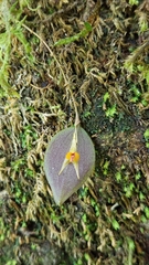 Lepanthes acuminata