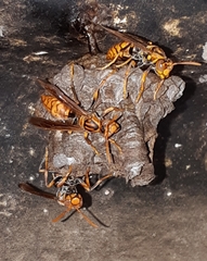 Polistes jokahamae