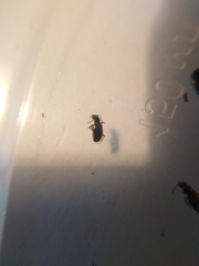 Bembidion quadrimaculatum