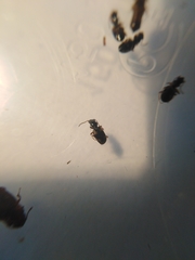 Bembidion quadrimaculatum